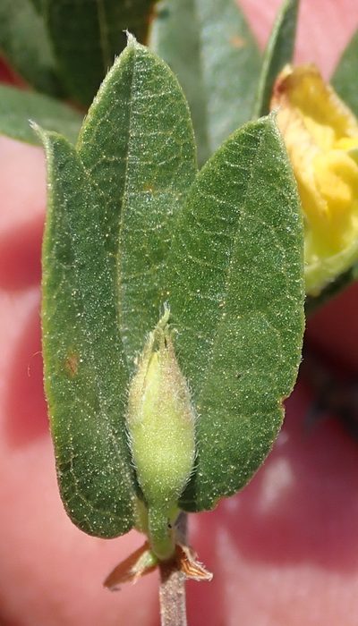 Rhynchosia ciliata, photographed by Nicola van Berkel