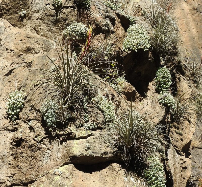 Tillandsia parryi, photographed by Oscar Alejandro Morales Juárez