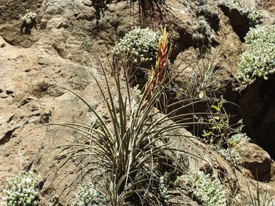 Tillandsia parryi, photographed by Oscar Alejandro Morales Juárez