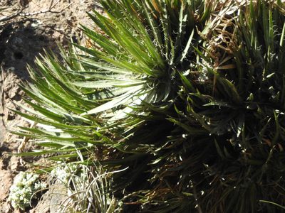 Agave schidigera, photographed by Oscar Alejandro Morales Juárez