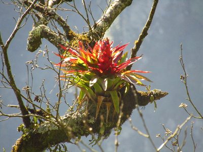 Tillandsia imperialis, photographed by Adrianh M. Orozco