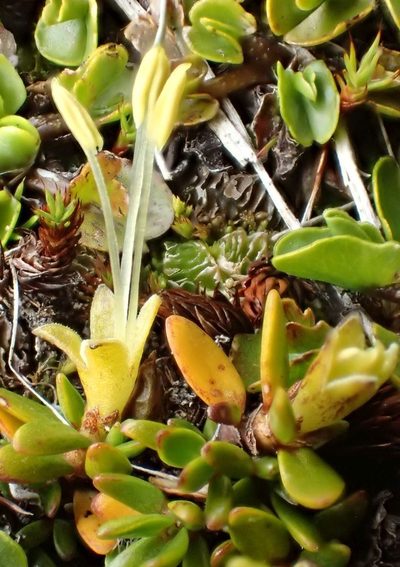 Coprosma niphophila, photographed by John Steel