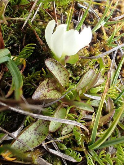 Gentianella amabilis, photographed by John Steel