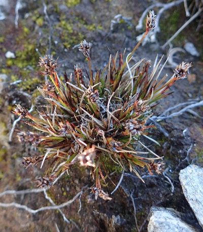 Luzula pumila, photographed by John Steel