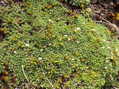 Kelleria childii, photographed by John Steel