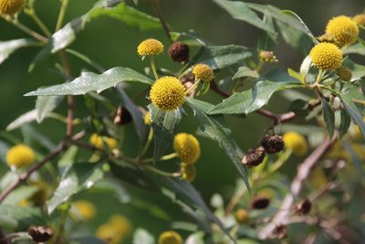 Podanthus mitiqui, photographed by Tony Rebelo