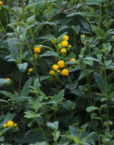 Calceolaria ascendens, photographed by Tony Rebelo