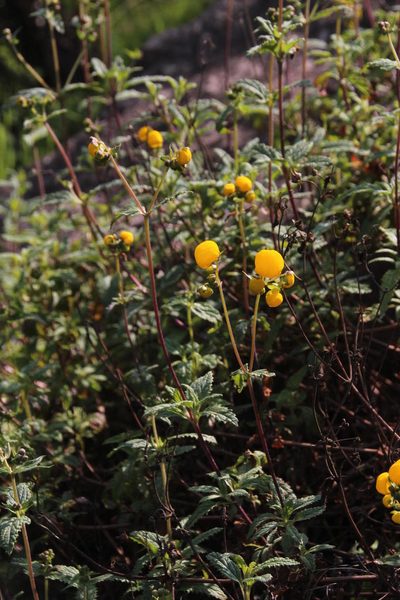 Calceolaria ascendens, photographed by Tony Rebelo