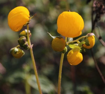 Calceolaria ascendens, photographed by Tony Rebelo