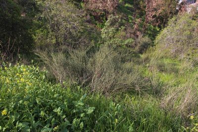 Ephedra chilensis, photographed by Tony Rebelo