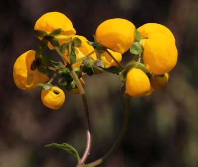 Calceolaria ascendens, photographed by Tony Rebelo