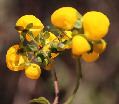 Calceolaria ascendens, photographed by Tony Rebelo