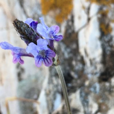 Lavandula multifida, photographed by rickr