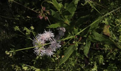 Aristeguietia salvia, photographed by Tony Rebelo