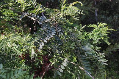 Sophora macrocarpa, photographed by Tony Rebelo
