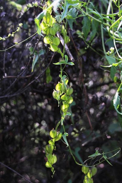 Dioscorea humifusa, photographed by Tony Rebelo