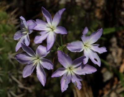 Leucocoryne ixioides, photographed by Tony Rebelo