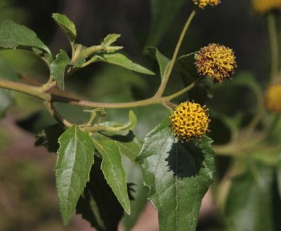 Podanthus mitiqui, photographed by Tony Rebelo