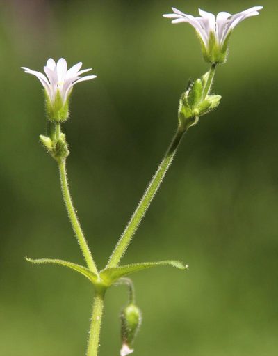 Stellaria chilensis, photographed by Tony Rebelo