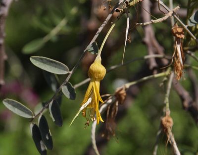 Sophora macrocarpa, photographed by Tony Rebelo