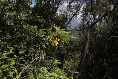 Sophora macrocarpa, photographed by Tony Rebelo