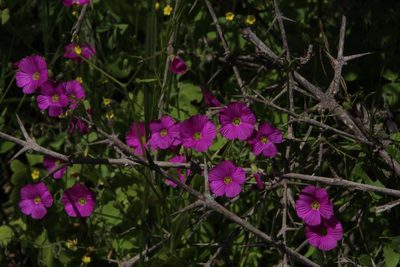 Oxalis rosea, photographed by Tony Rebelo