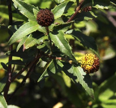 Podanthus mitiqui, photographed by Tony Rebelo