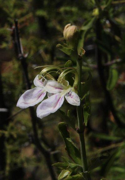 Teucrium bicolor, photographed by Tony Rebelo