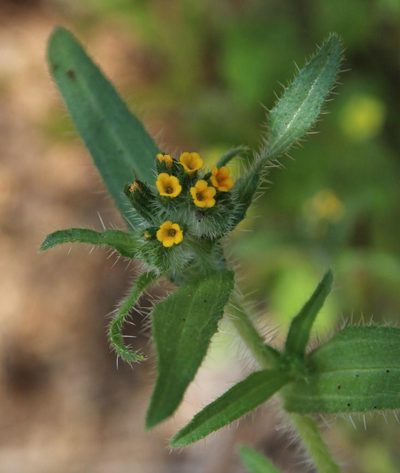 Amsinckia calycina, photographed by Tony Rebelo