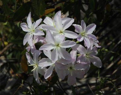 Leucocoryne ixioides, photographed by Tony Rebelo