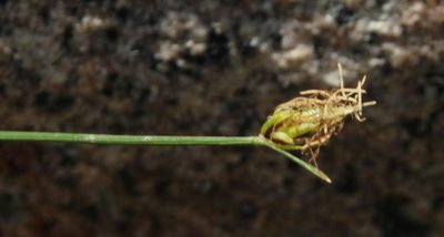 Carex setifolia, photographed by Tony Rebelo