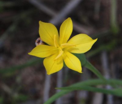 Sisyrinchium arenarium, photographed by Tony Rebelo