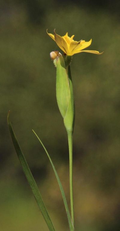 Sisyrinchium arenarium, photographed by Tony Rebelo