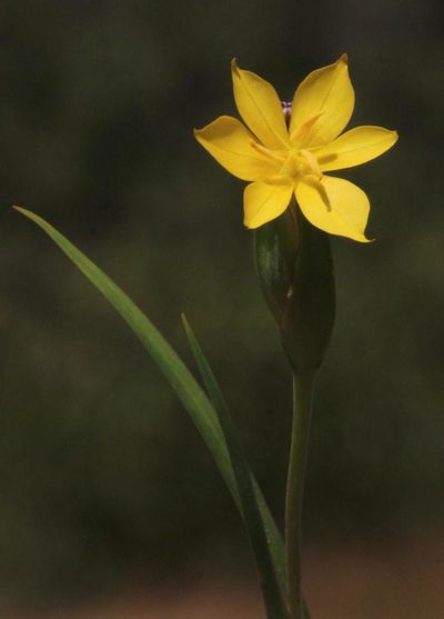 Sisyrinchium arenarium, photographed by Tony Rebelo