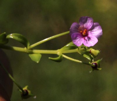 Calandrinia compressa, photographed by Tony Rebelo