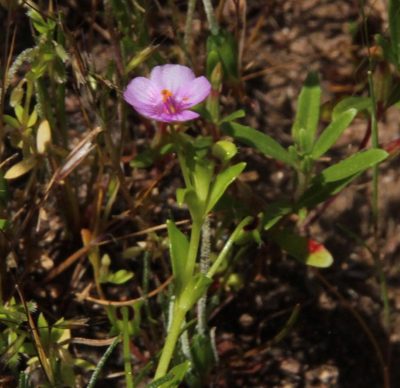 Calandrinia compressa, photographed by Tony Rebelo