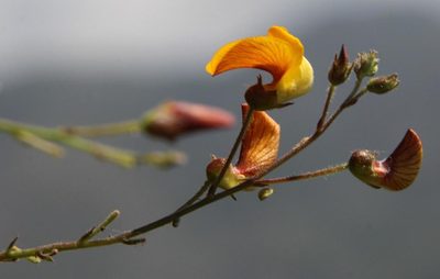 Adesmia phylloidea, photographed by Tony Rebelo