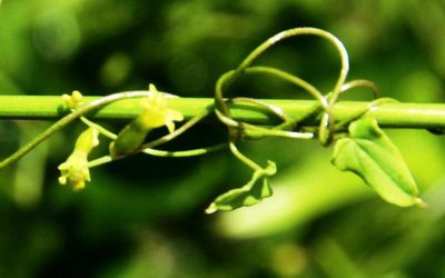 Dioscorea saxatilis, photographed by Tony Rebelo