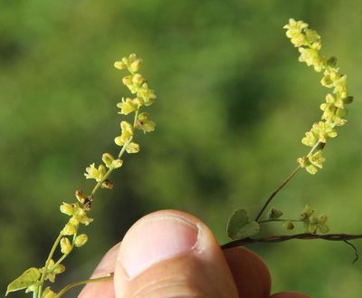 Dioscorea saxatilis, photographed by Tony Rebelo