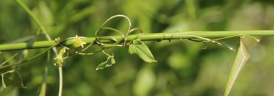 Dioscorea saxatilis, photographed by Tony Rebelo