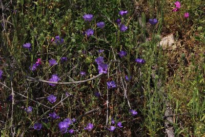Clarkia tenella, photographed by Tony Rebelo