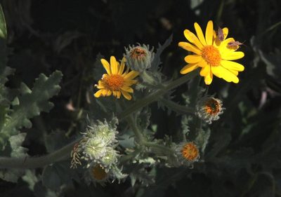 Senecio adenotrichius, photographed by Tony Rebelo