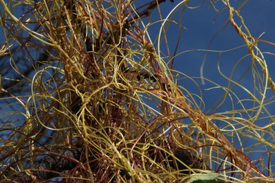 Cuscuta chilensis, photographed by Tony Rebelo