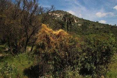 Cuscuta chilensis, photographed by Tony Rebelo