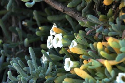 Nolana crassulifolia, photographed by Tony Rebelo