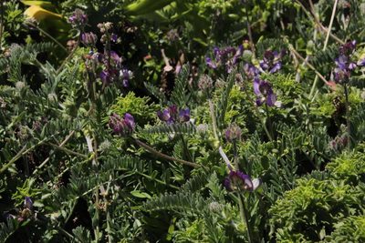 Astragalus amatus, photographed by Tony Rebelo