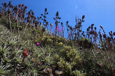 Cistanthe grandiflora, photographed by Tony Rebelo