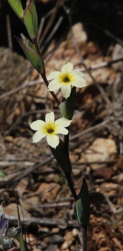 Sisyrinchium cuspidatum, photographed by Tony Rebelo