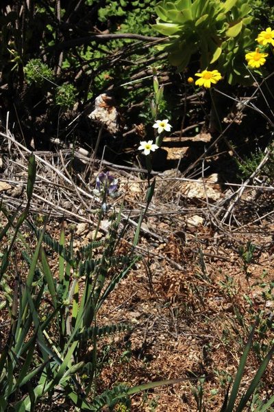 Sisyrinchium cuspidatum, photographed by Tony Rebelo