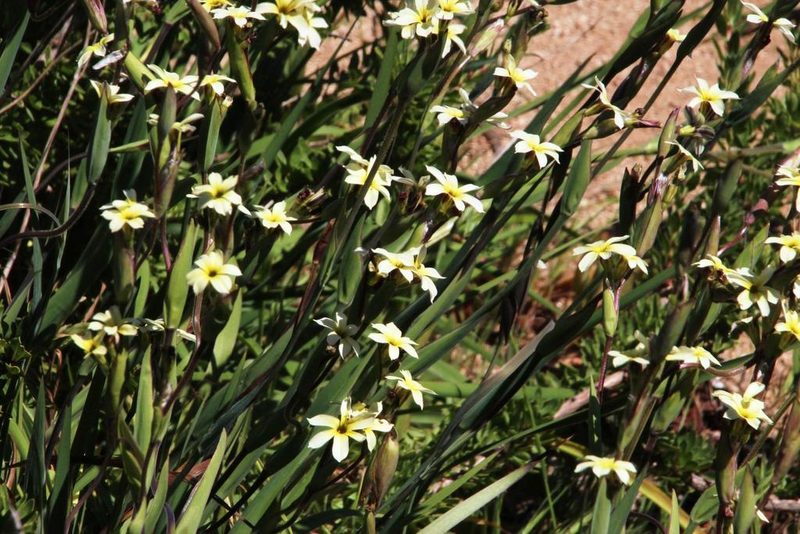 Sisyrinchium cuspidatum, photographed by Tony Rebelo